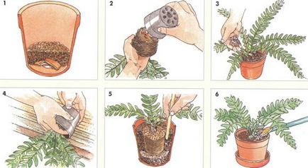 Instrucțiuni pas cu pas pentru transplantarea plantelor de interior