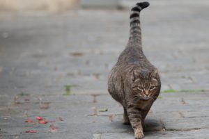 A viselkedés a macska szülés előtt az első jelei, a harc (viselkedés) A viselkedés a macska szülés előtt az első jelei, a harc