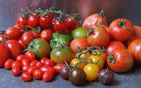Поява і поширення томатів - вирощування томатів у теплиці