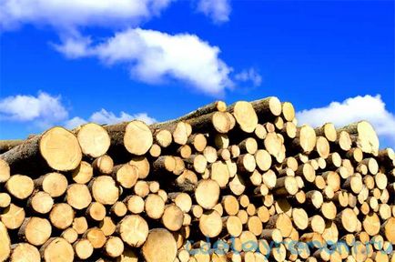 Avantajele și dezavantajele lemnului de aspen, recomandări pentru utilizarea acestuia