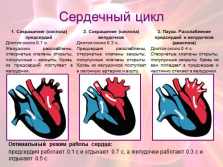 Prezentare - structura și activitatea inimii