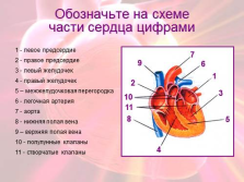 Презентація - будова і робота серця