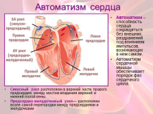 Prezentare - structura și activitatea inimii