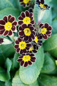 Primula, kankalin (Primula virág) Primula, kankalin