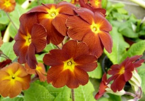 Primula, primrose