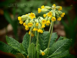 Primula, primrose