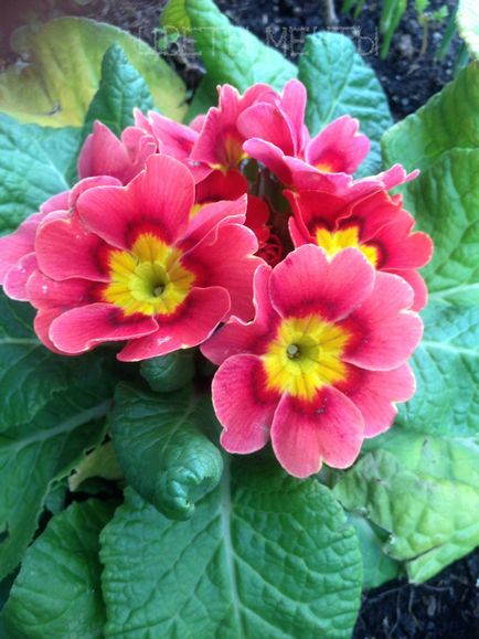 Primula, kankalin (primula fotók) Primula, kankalin