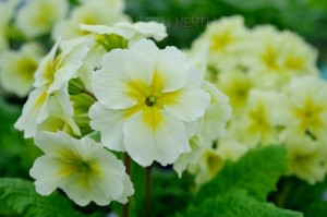 Primula, kankalin (primula fotók) Primula, kankalin