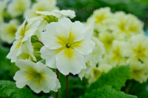 Primula, primrose