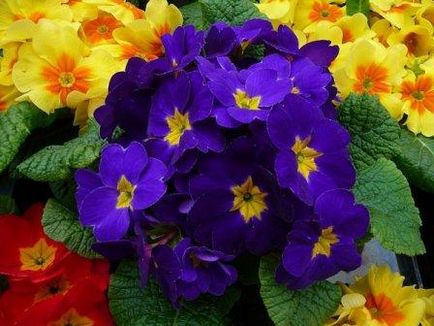 Primula ellátás, termesztés, szaporítás, kártevők