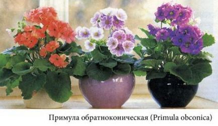 Primula ellátás, termesztés, szaporítás, kártevők