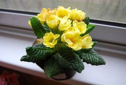 Primula ellátás, termesztés, szaporítás, kártevők