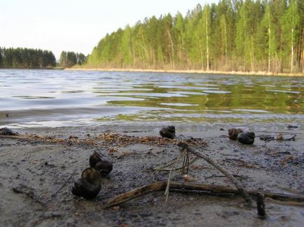 A természet az új Vasyugan (Nature) A természet az új Vasyugan
