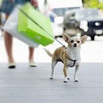 Проблеми вигулу собак - dogweb - собачі новини