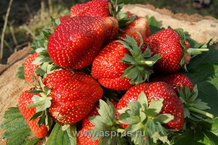 Producția fructelor de căpșuni în afara sezonului, folosind adăposturi temporare și sere staționare în România