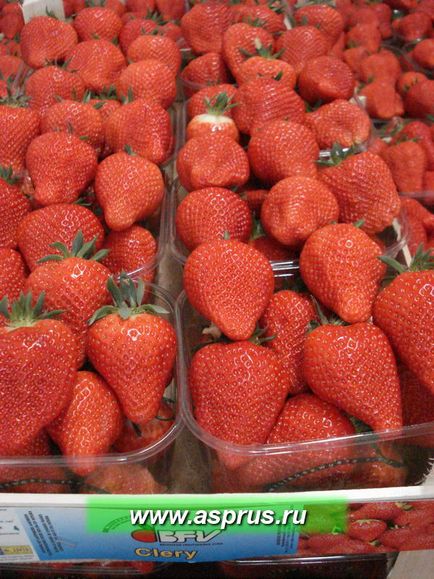 Producția fructelor de căpșuni în afara sezonului, folosind adăposturi temporare și sere staționare în România