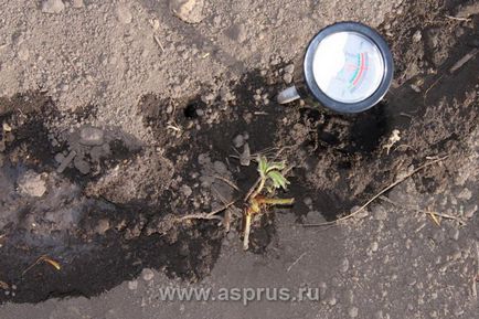 Виробництво позасезонних ягід суниці з використанням тимчасових укриттів і стаціонарних теплиць в