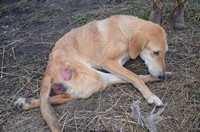 Bedsores la câini - articole veterinare - arhivă - știri despre animale - adăpost pentru animale fără adăpost