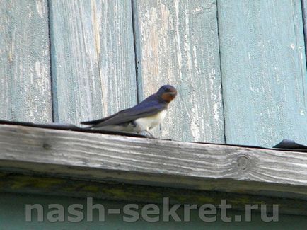 Nestling reportaj foto înghiți și întrebări principale