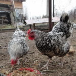Puskinszkaja fajta csirkék leírás, tojástermelés, áttekintésre, fotó, videó