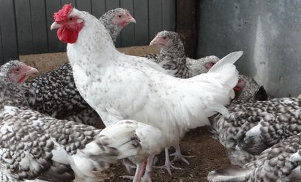 Rasă Pushkin de descriere pui de găină, producția de ouă, recenzii, fotografii, video