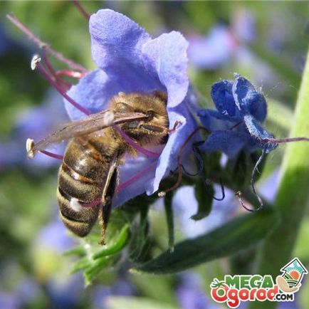 Vânătăi de plante - una dintre cele mai bune faguri de miere