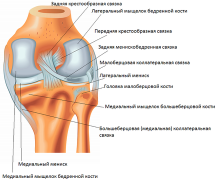 Розтягнення зв'язок колінного суглоба симптоми, лікування, відновлення