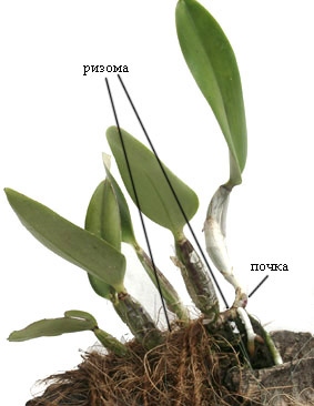 Розмноження орхідей в домашніх умовах