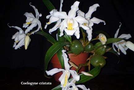 Sokszorosítása orchidea otthon