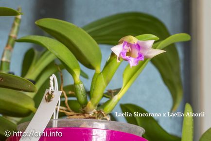 Reproducerea orhideelor ​​la domiciliu