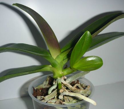 Reproducerea orhideelor ​​la domiciliu