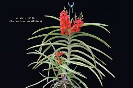 Розмноження орхідей в домашніх умовах