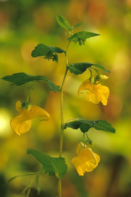 Gap-iarbă - creștere, distribuție, specie (grădină de balsam) Gap-iarba - creștere, distribuție, specii