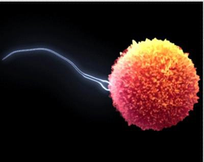 Dezvoltarea și structura celulelor reproductive