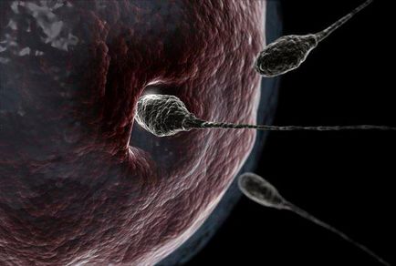 Dezvoltarea și structura celulelor reproductive
