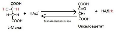 Реакції циклу Кребса