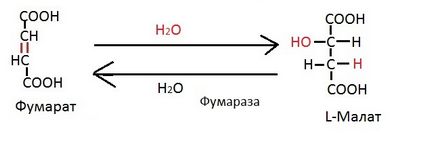 Реакції циклу Кребса