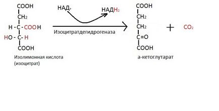 Реакції циклу Кребса