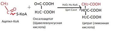 Реакції циклу Кребса