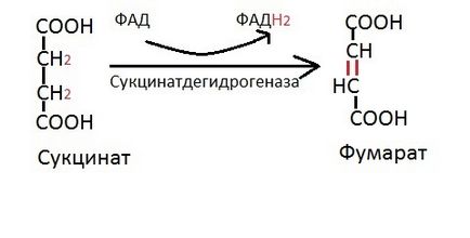 Реакції циклу Кребса