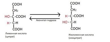 Реакції циклу Кребса