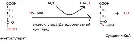 Реакції циклу Кребса