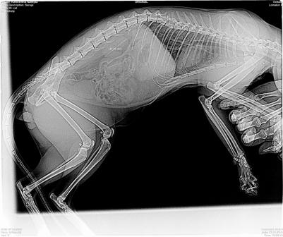 X-ray la câini și pisici acasă