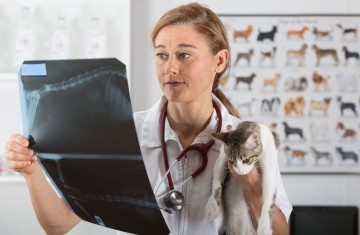 Roentgen câine pisica veterinară x-ray pentru animalele de companie acasă în Sankt Petersburg veterinar clinica Sankt Petersburg, Sankt-Petersburg