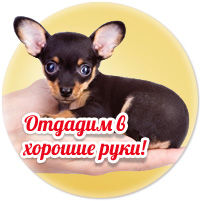 Röntgensugarak otthon állatot - a sürgősségi egészségügyi segítségnyújtás g (home) Röntgen állatok otthon - Sürgősségi állatorvosi ellátás g