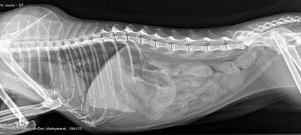 X-ray acasă la Moscova, raze X pentru câini și pisici din clinică