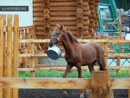 Рецепти смачненького для коней