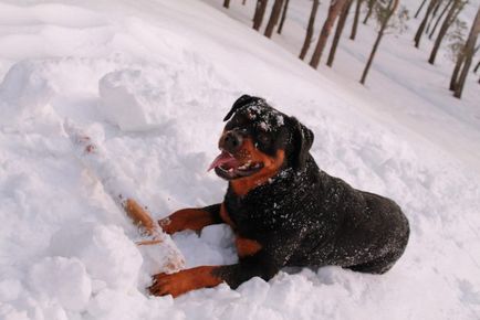 Rottweiler - feedback de la proprietari despre rasa, plusuri și minusuri, 