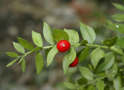 Rusus fotografie și specie, cultivarea și modurile de îngrijire a plantei