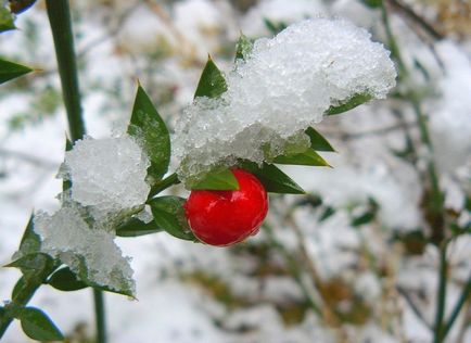 Rusus fotografie și specie, cultivarea și modurile de îngrijire a plantei